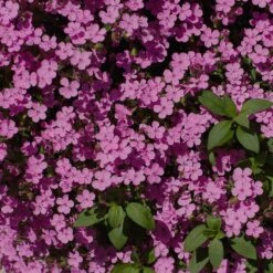 Saponaria Ocymoides 6 Saponaria Ocymoides -High Country Gardens Shop soapwort saponaria ocymoides 3