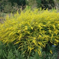 Summer Showstopper Pre-Planned Garden -High Country Gardens Shop solidago fireworks cropped 1