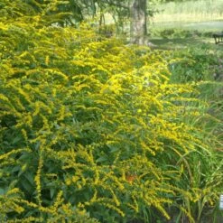 Summer Dreams Pre-Planned Garden -High Country Gardens Shop solidago fireworks cropped 2