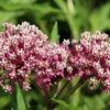 Soulmate Swamp Milkweed -High Country Gardens Shop soulmate milkweed asclepias incarnata