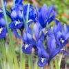 Dark Blue Specie Iris (Mini Iris) -High Country Gardens Shop specie iris reticulata dark blue