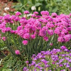Splendens Armeria -High Country Gardens Shop splendens sea thrift armeria maritima garden