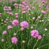 Splendens Armeria -High Country Gardens Shop splendens sea thrift armeria maritima splendens flowres