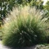 Windbreaker Giant Sacaton Grass -High Country Gardens Shop sporobolus wrightii pat plant selecthayward1 cropped