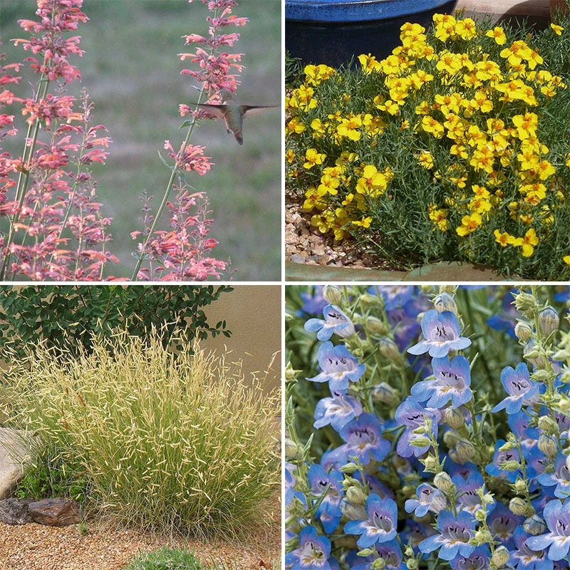 High Country Gardens Signature Collection 5 High Country Gardens Signature Collection - Image 5