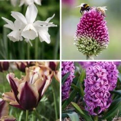 Spring Is In The Air Bulb Collection -High Country Gardens Shop spring is in the air fy26