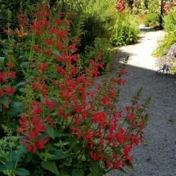 Red Flowered Lamb's Ear -High Country Gardens Shop stachys coccinea shade
