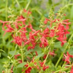 Red Flowered Lamb's Ear -High Country Gardens Shop stachys coccineus mountain red 9 1
