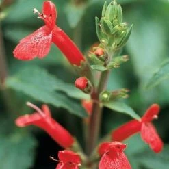 Red Flowered Lamb's Ear -High Country Gardens Shop stachys coccineus mountain red 9 2