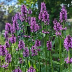 Hummelo Betony -High Country Gardens Shop stachys monieri hummelo 2