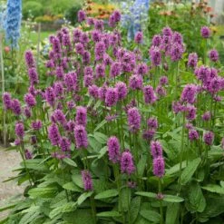 Hummelo Betony -High Country Gardens Shop stachys monieri hummelo 3