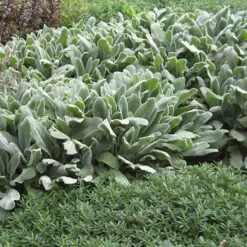 FireSmart Collection - Zone 1 -High Country Gardens Shop stachys silver carpet garden 2 1