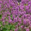 Dwarf Pink Lamb's Ear -High Country Gardens Shop stachys maxima cc