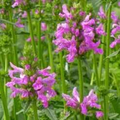 Dwarf Pink Lamb's Ear -High Country Gardens Shop stachys maxima close up of flwrs cc 2