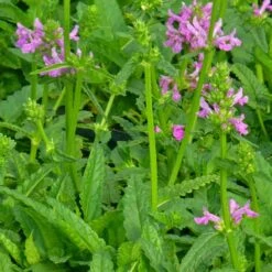 Dwarf Pink Lamb's Ear -High Country Gardens Shop stachys maxima close up of foliage cc 2