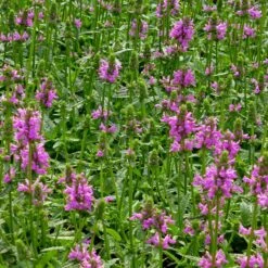 Dwarf Pink Lamb's Ear -High Country Gardens Shop stachys maxima groundcover planting cc 2 2