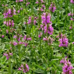 Dwarf Pink Lamb's Ear -High Country Gardens Shop stachys maxima groundcover planting cc 2