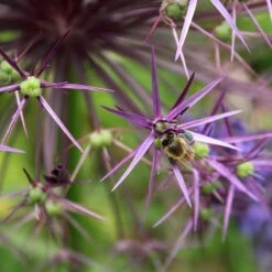 Star Of Persia Allium -High Country Gardens Shop star of persia allium 3 1