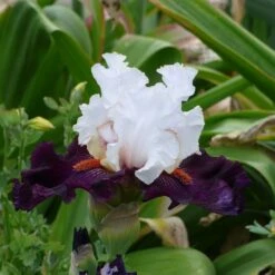 Starring Bearded Iris