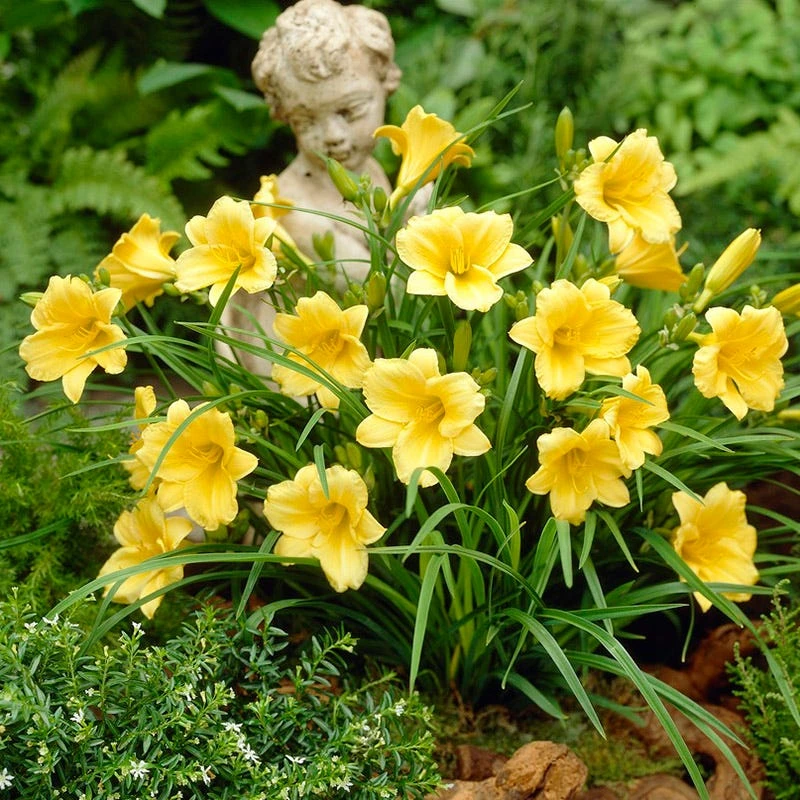 Stella D'Oro Reblooming Daylily 3 Stella D'Oro Reblooming Daylily - Image 3