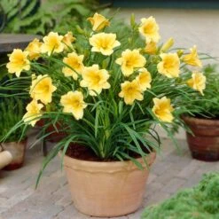 Stella D'Oro Reblooming Daylily 7 Stella D'Oro Reblooming Daylily -High Country Gardens Shop stella doro daylily pot