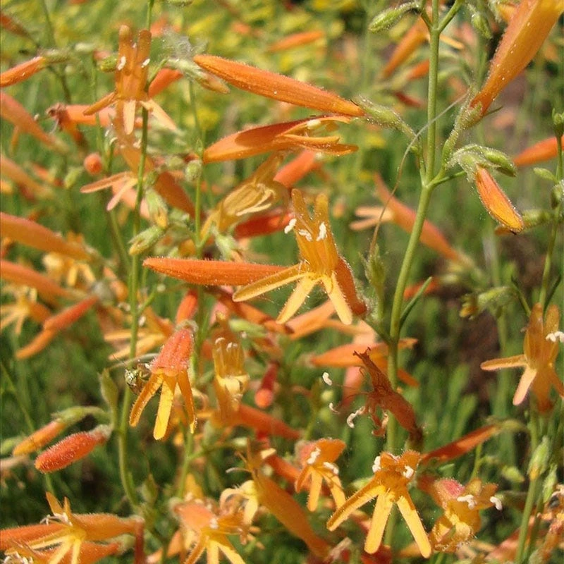 SteppeSuns® Sunset Glow Penstemon 2 SteppeSuns® Sunset Glow Penstemon - Image 2