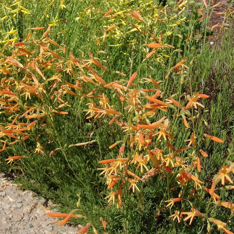 SteppeSuns® Sunset Glow Penstemon 3 SteppeSuns® Sunset Glow Penstemon - Image 3