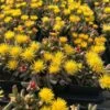 Hantamberg Night Blooming Ice Plant (Stomatium) -High Country Gardens Shop stomatium hantamberg night blooming ice plant
