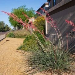 Hummingbird Paradise Hesperaloe Collection -High Country Gardens Shop straight up red hesperaloe sq 1