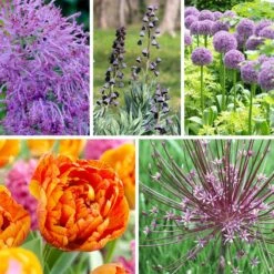 Stranger Than Fiction Flower Bulb Collection -High Country Gardens Shop stranger than fiction bulb coll 4 2 24