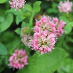 Alternative Lawn Wildflower Seed Mix -High Country Gardens Shop strawberry clover close up
