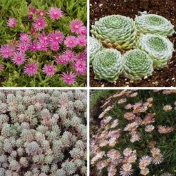 Succulent Groundcover Collection -High Country Gardens Shop succulent groundcover collection 10 28 24