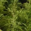 SunFern™ Arcadia Artemisia -High Country Gardens Shop sunfern arcadia russian wormwood 1