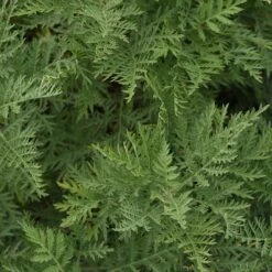 SunFern™ Arcadia Artemisia -High Country Gardens Shop sunfern arcadia russian wormwood 3