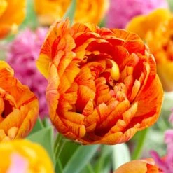 Stranger Than Fiction Flower Bulb Collection -High Country Gardens Shop sunlover double late tulip cropped