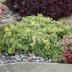 SunSparkler® Lime Twister Sedum -High Country Gardens Shop sunsparkler lime twister sedum