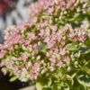 SunSparkler® Lime Twister Sedum -High Country Gardens Shop sunsparkler lime twister sedum close up