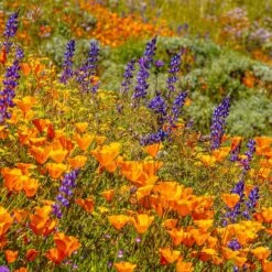 Superbloom Native Wildflower Seed Mix 11 Superbloom Native Wildflower Seed Mix -High Country Gardens Shop superbloom 1