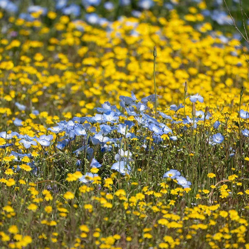 Superbloom Native Wildflower Seed Mix 7 Superbloom Native Wildflower Seed Mix - Image 7