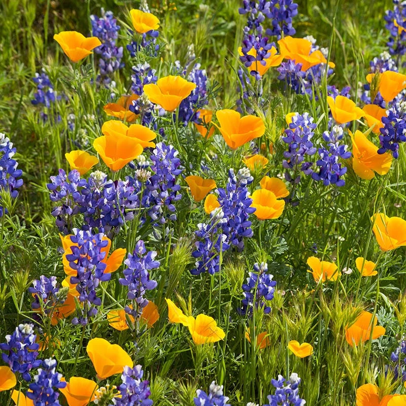 Superbloom Native Wildflower Seed Mix 2 Superbloom Native Wildflower Seed Mix - Image 2