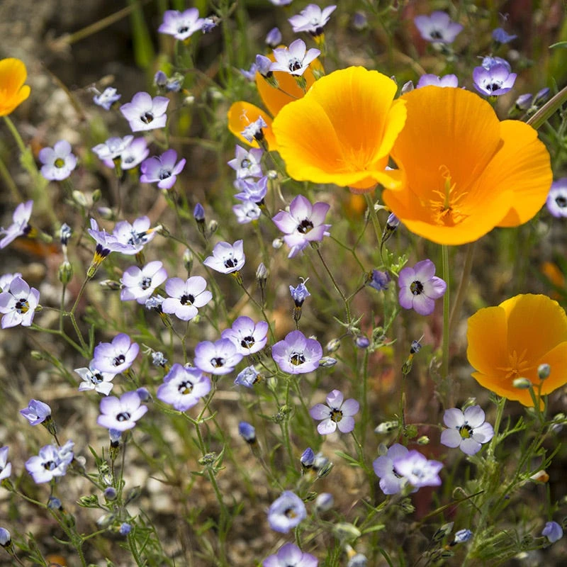 Superbloom Native Wildflower Seed Mix 3 Superbloom Native Wildflower Seed Mix - Image 3