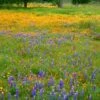 Superbloom Native Wildflower Seed Mix -High Country Gardens Shop superbloom seasonal mix lupine california poppy