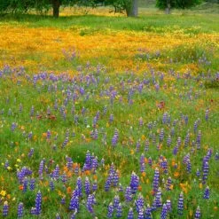Superbloom Native Wildflower Seed Mix