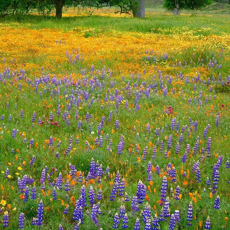 Superbloom Native Wildflower Seed Mix 1 Superbloom Native Wildflower Seed Mix