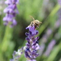 Sharon Roberts English Lavender -High Country Gardens Shop susan quimby honey bee lavender or 4