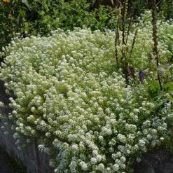 Alternative Lawn Wildflower Seed Mix -High Country Gardens Shop sweet alyssum