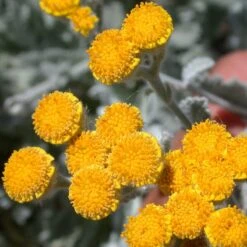 Partridge Feather (Tanacetum) 9 Partridge Feather (Tanacetum) -High Country Gardens Shop tanacetum densum flower