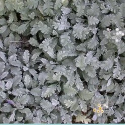 Partridge Feather (Tanacetum) 10 Partridge Feather (Tanacetum) -High Country Gardens Shop tanacetum densum foliage