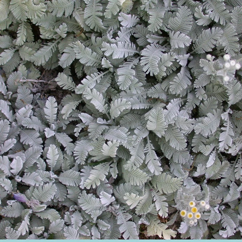 Partridge Feather (Tanacetum) 5 Partridge Feather (Tanacetum) - Image 5