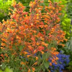 High Country Gardens Shop -High Country Gardens Shop tango agastache 1